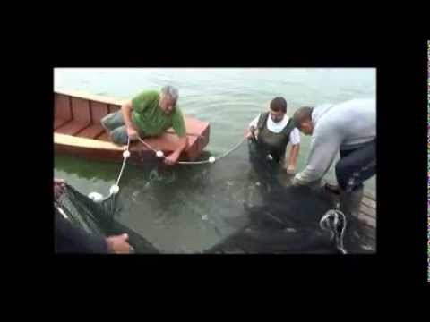 Petar Lapu zaključak o mogućem izlovu ribe u jezeru Palić