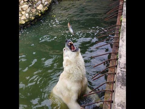 Hranjenje belog medveda u ZOO vrtu Palić