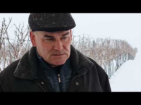 Marin Skenderović o proizvodnji i sortama vina