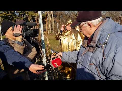 Šinko Ferenc orezuje vinograd na Dan Svetog Vinka