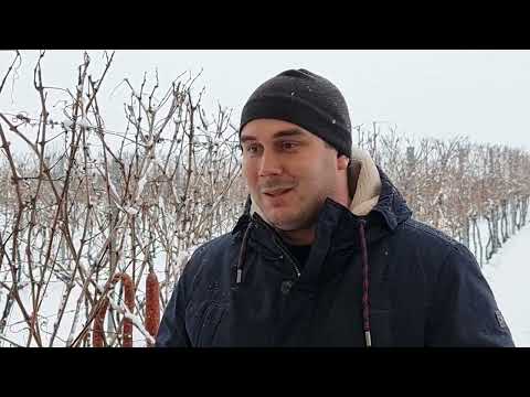 Nikola Skenderović o budućnosti vinarije