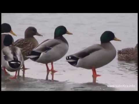 Labudovi i patke na Krvavom jezeru