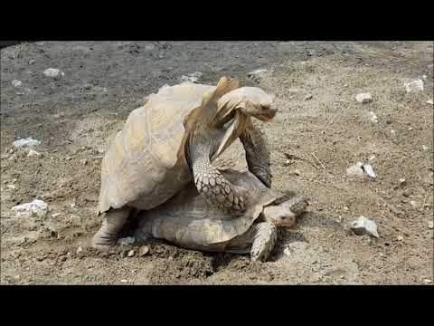 Kada kornjače vode ljubav