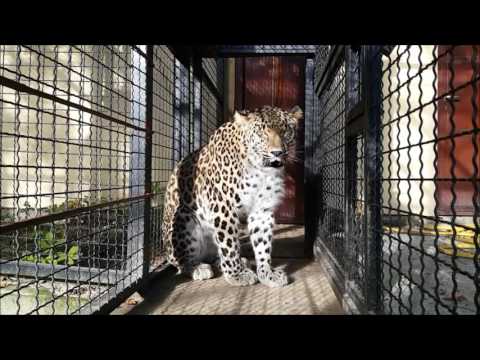Kristijan Ovari o persijskom leopardu