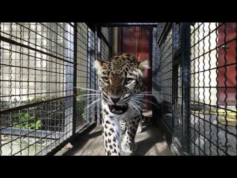 Persijski leopard u ZOO vrtu Palić