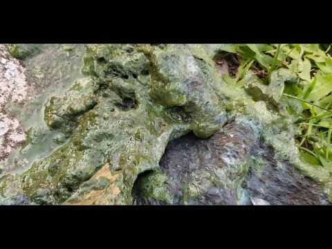 Kolonije algi oko Ženskog štranda